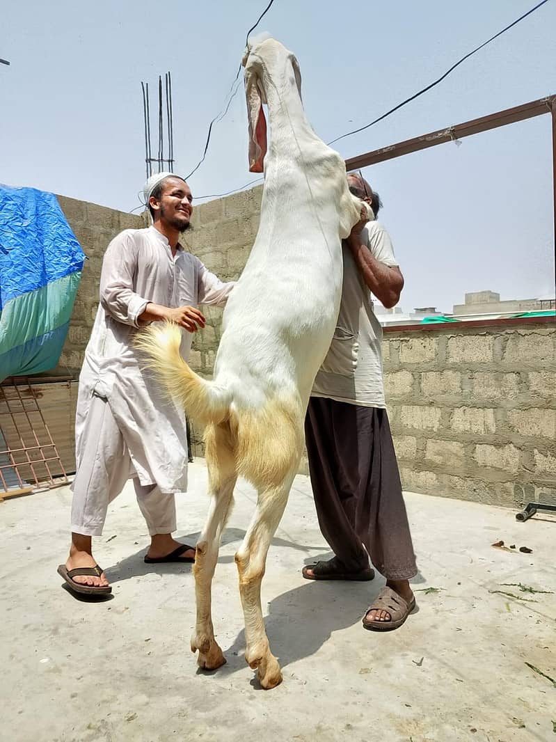 Khasi bakra 5