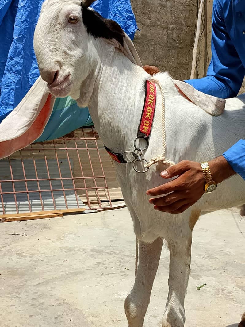 Khasi bakra 6