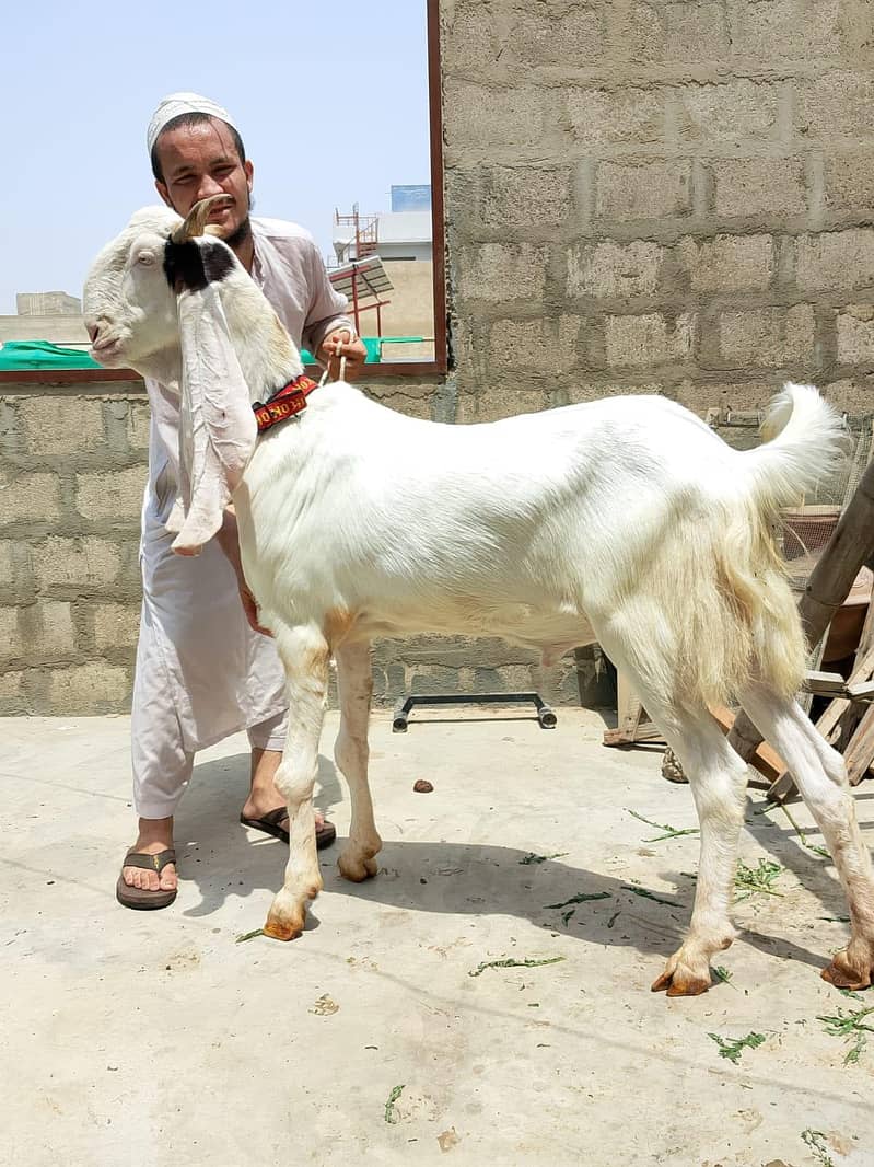 Khasi bakra 8