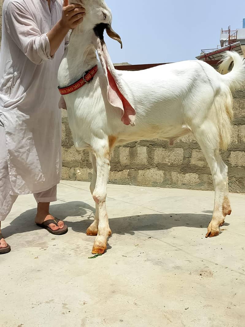 Khasi bakra 9