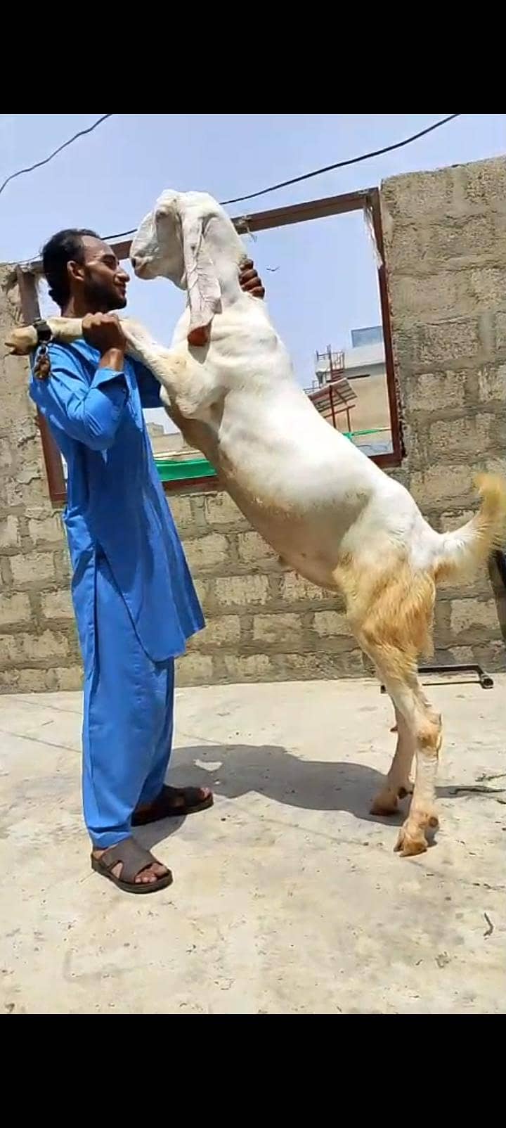 Khasi bakra 10
