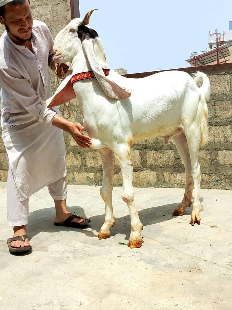 Khasi bakra 11
