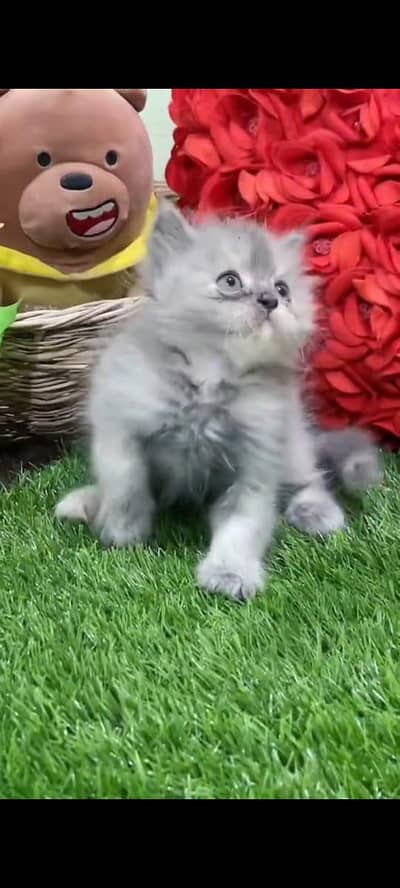pure Persian cats vaccinated triple coated/WhatsApp 03316360929