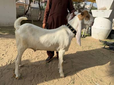 kamori/beetal cross goats