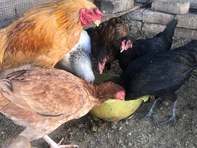 krhok hens for sale