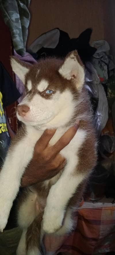 Siberian Husky bully code