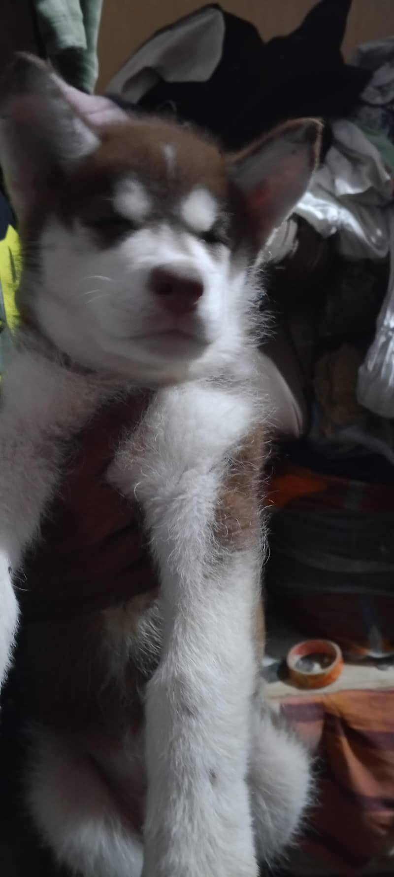 Siberian Husky bully code 1