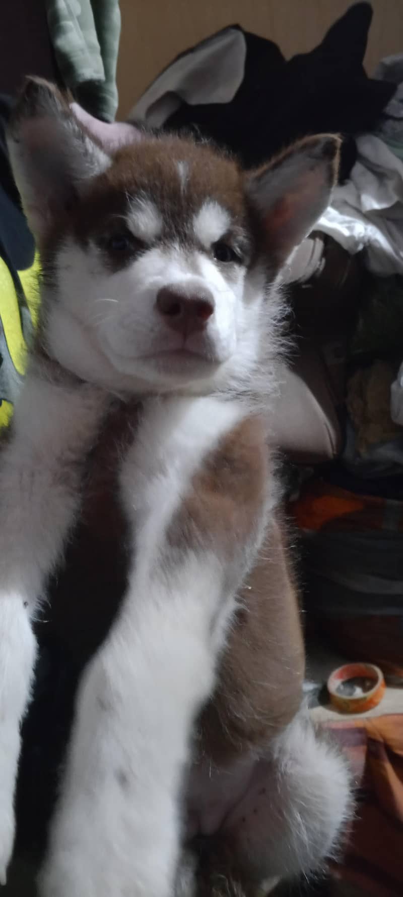 Siberian Husky bully code 2