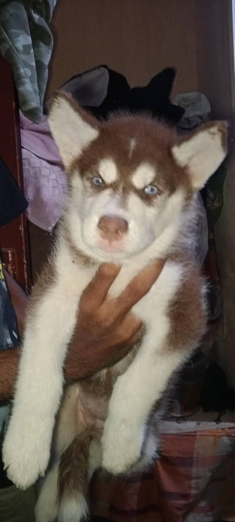 Siberian Husky bully code 3
