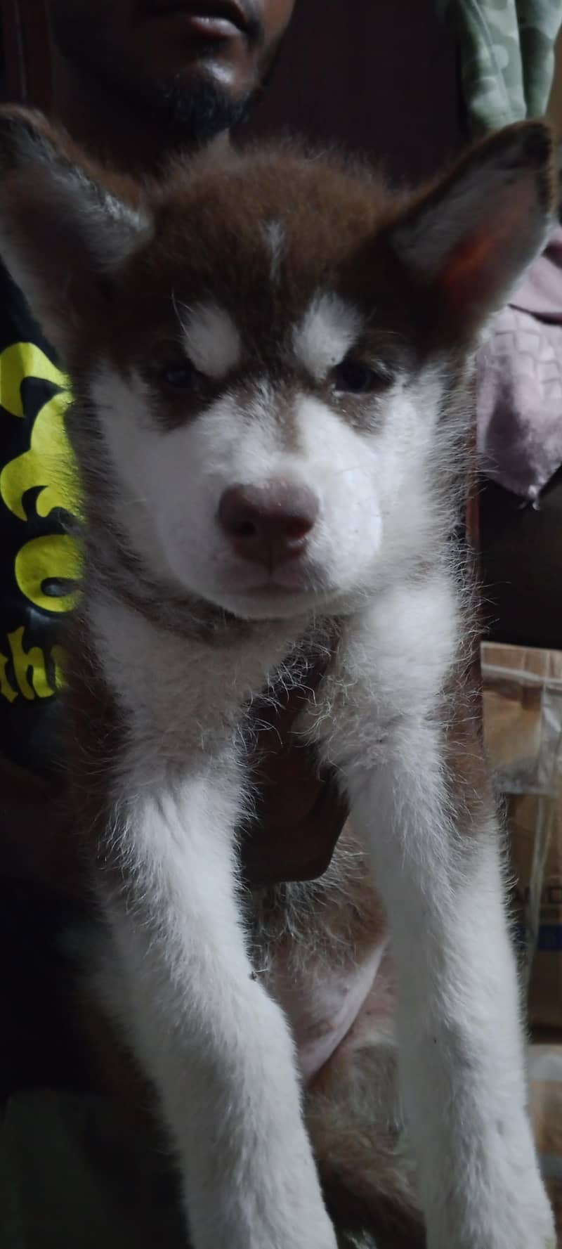 Siberian Husky bully code 4