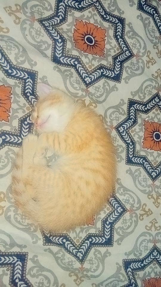 Catss 0