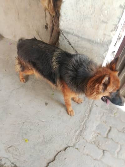 German shepherd female