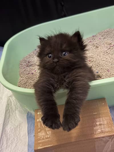 Persian male and female double coat fur