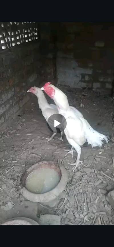 hera aseel Madi or  white Boska hen