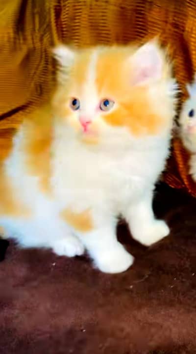 pure Persian cats vaccinated triple coated/WhatsApp 03316360929