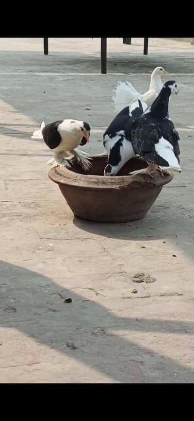 lucky pegion and other wattsapp number 03204461915