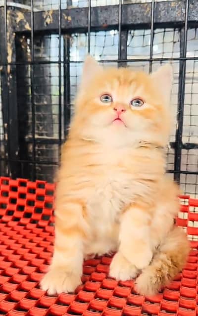 Persian cat triple cod for sale,my WhatsApp 03265565734