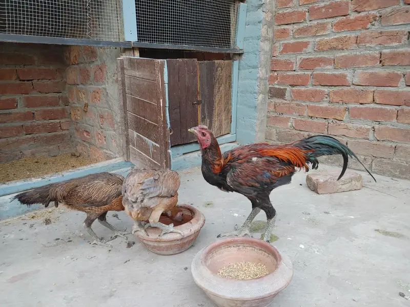 Dragon Fire aseel with black skin 1 male 2 female — photo 3