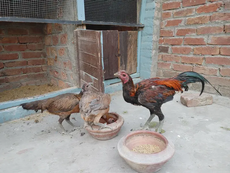 Dragon Fire aseel with black skin 1 male 2 female — photo 4