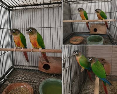 conure