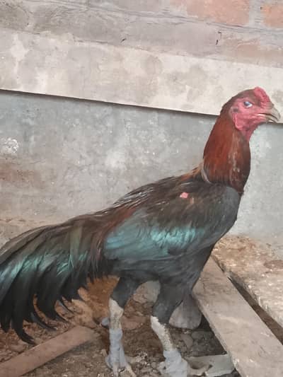 male Thai male Thai female