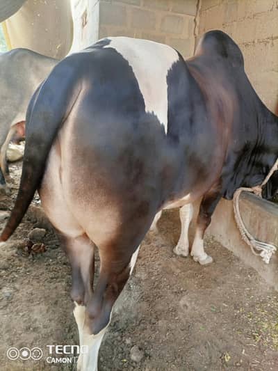 2 Qurbani k bachre Cow/ Bull 03149523471