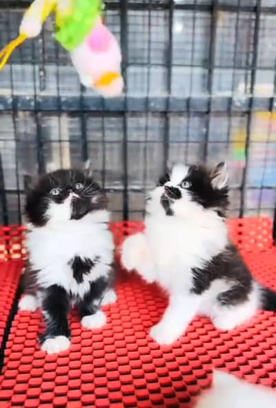 Persian cat triple cod for sale,my WhatsApp 03464644037