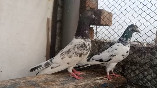 pal ankh wala pair fore sale 03131496136