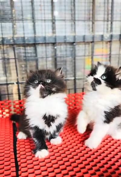 Persian cat triple cod for sale,my WhatsApp 03464644037