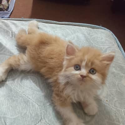 Persian kitten ginger white litter trained full healthy active