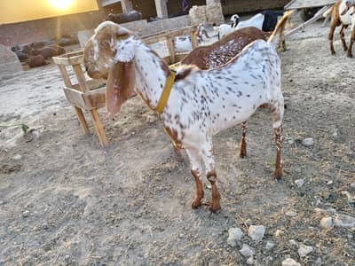 peure makhi chine 2 bakre qurbani ke leye