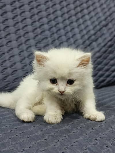 Persian kittens good quality  Whatsapp 03174451778
