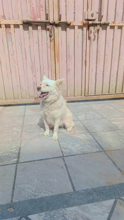 full trand and friendly dog