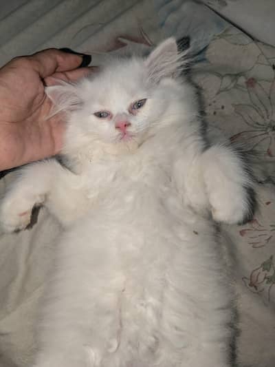 Persian cat