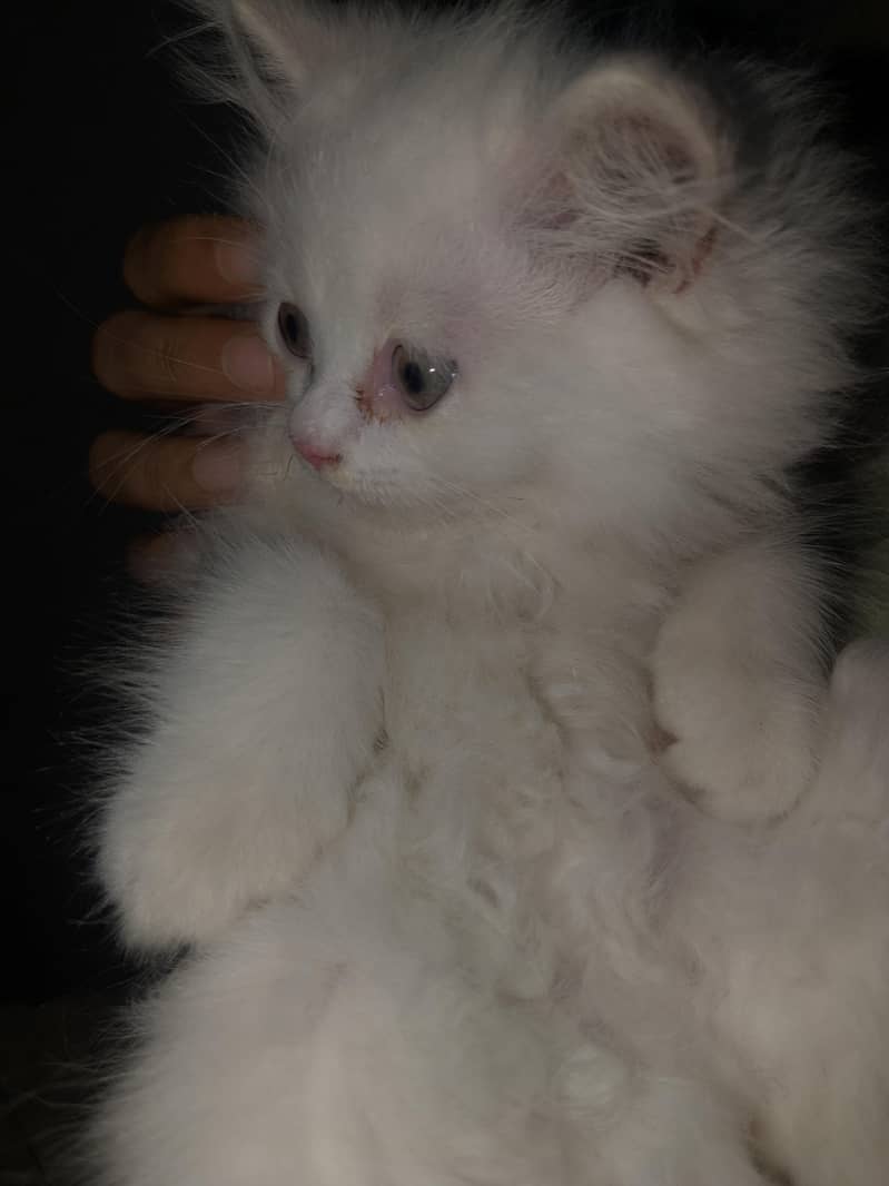 Persian cat 1