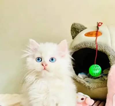 person kitten for urgent sale My WhatsApp Number 0329=760=9271