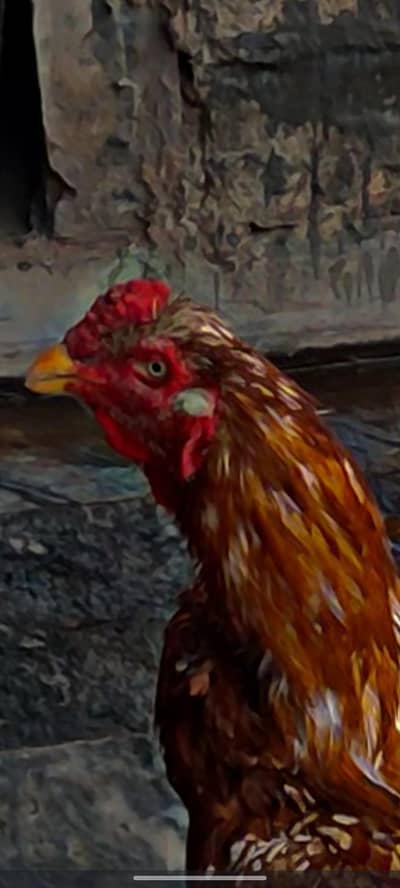 Pakistani aseel breeder for sale