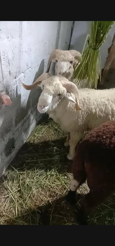 2 dant dumba jori available