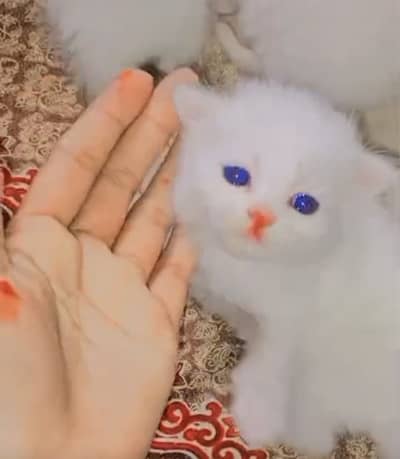 Persian kitten triple coated available blue eyes