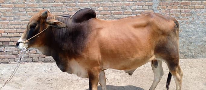 Bull for sale for Qurbani