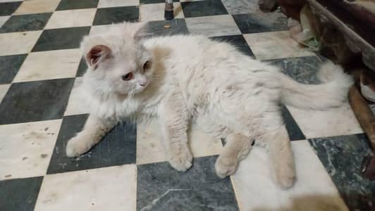 persian male cat for sale