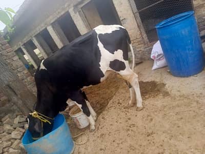 cows and bulls for qurbani