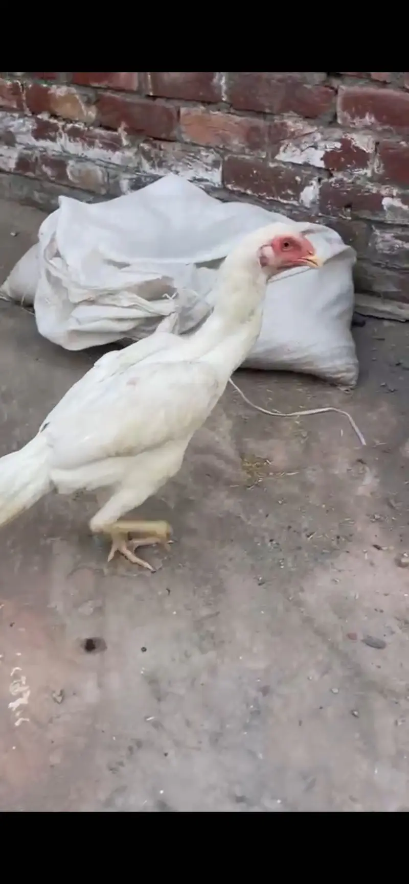 Aseel Shamo Female — photo 2