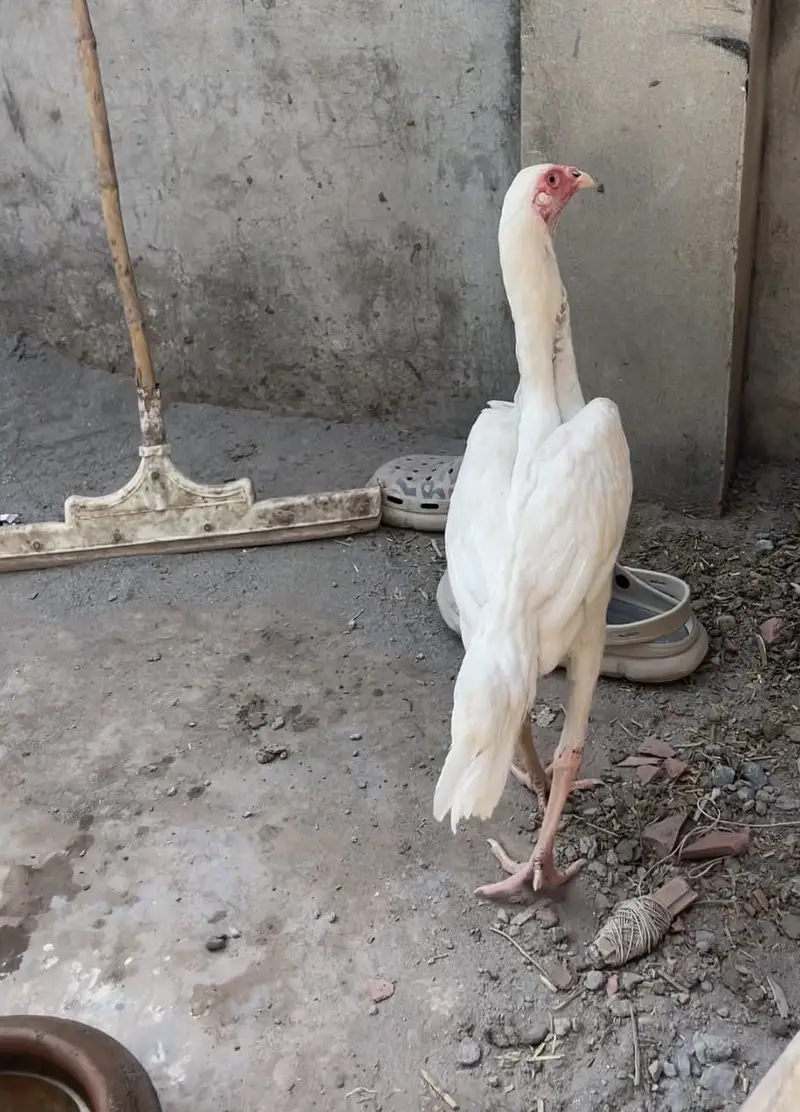 Aseel Shamo Female — photo 4