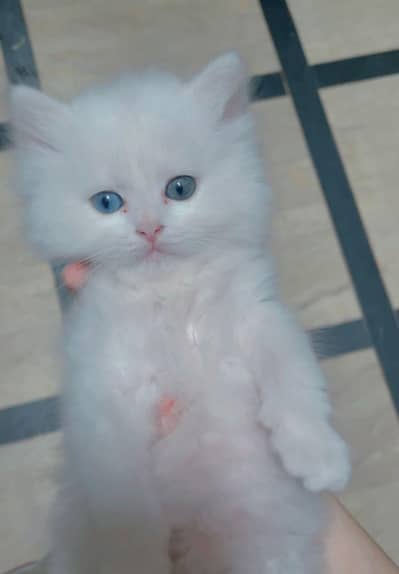 persian triple coated odd eyes male cat for sale