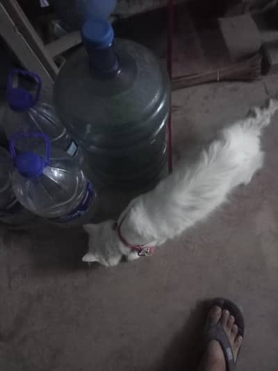 Persian cat