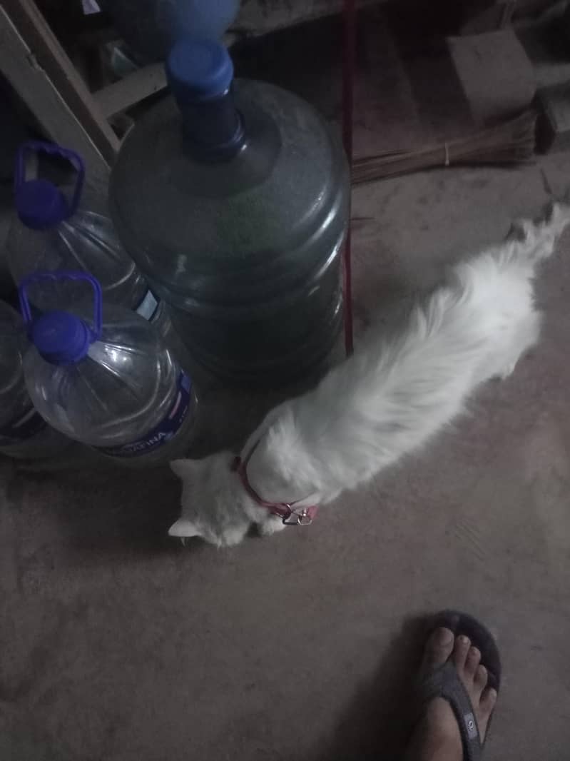 Persian cat 0