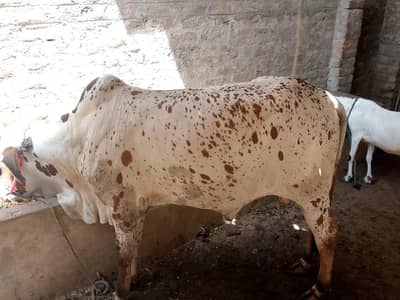 Lal China Punjab nasal