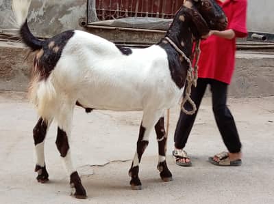 Goats beautiful breed
