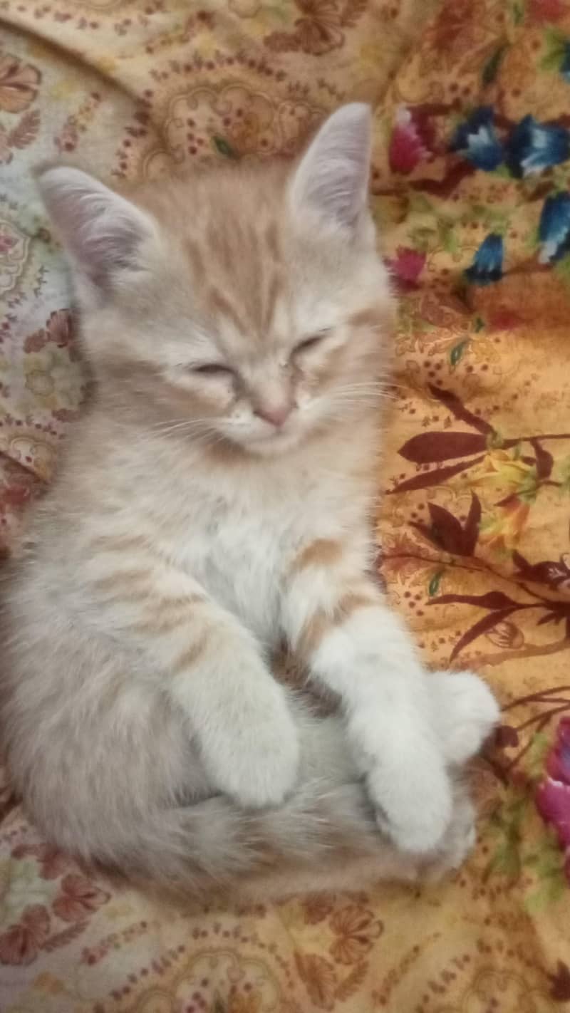 Catss 1